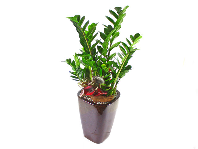 Flower Shop Plants - Green Plant 7 - L37208 Photo